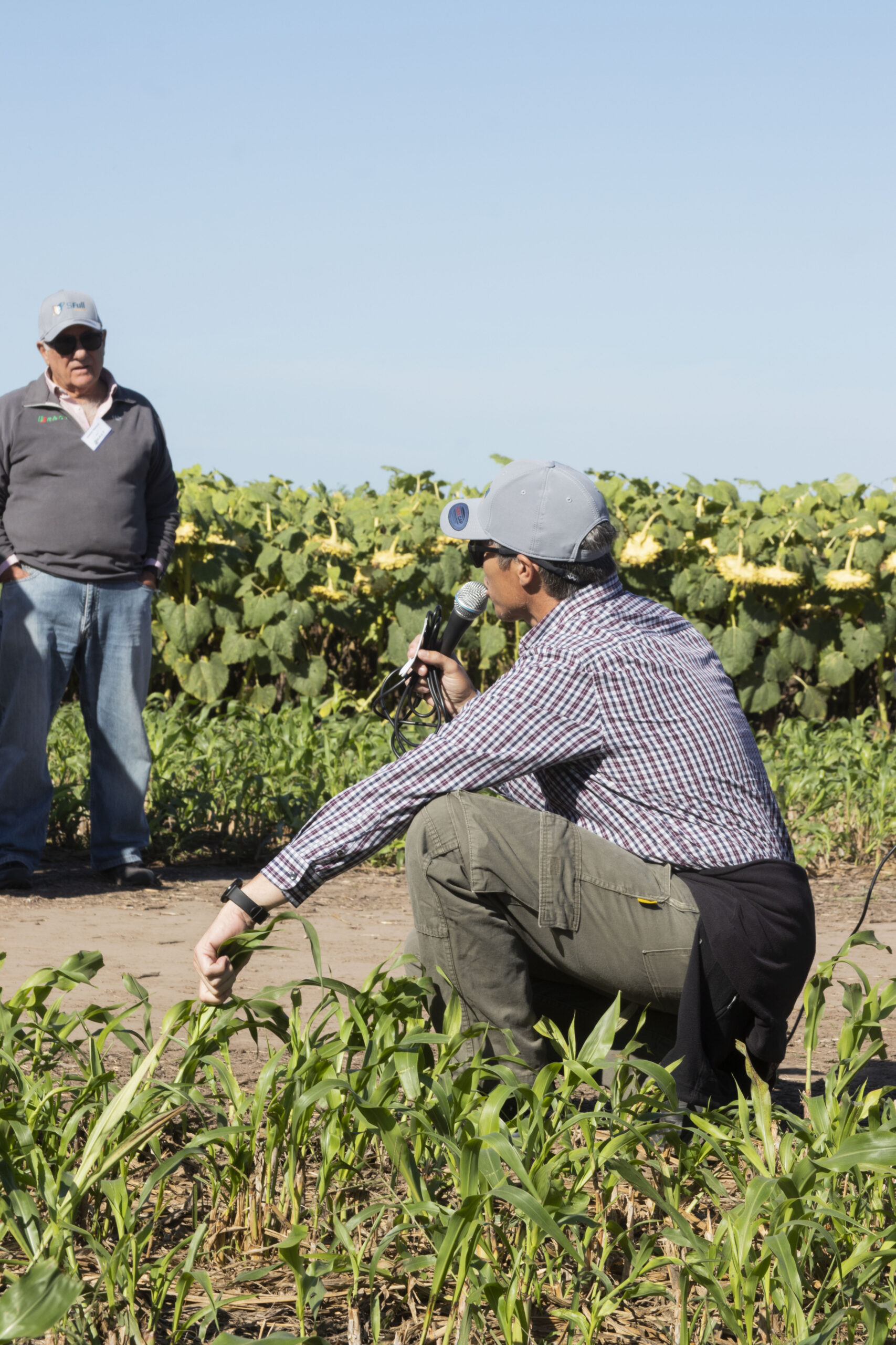 Ensayo de pastoreo en sorgo